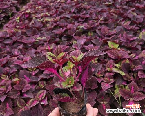 用彩叶草传递美好祝福的意义 彩叶草花语含义