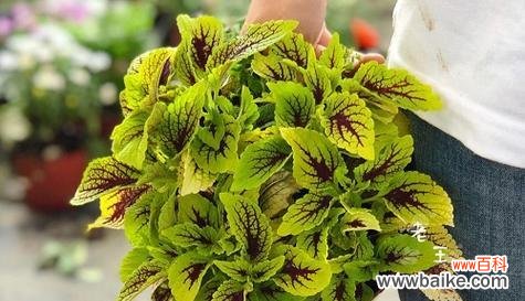 用彩叶草传递美好祝福的意义 彩叶草花语含义