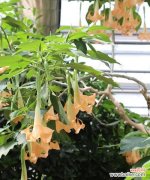 茶色曼陀罗 曼陀罗花语