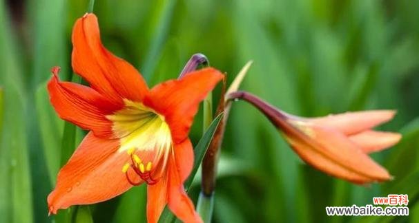 探寻橙色风信子的花语与意义 橙色风信子的花语——热情与温暖