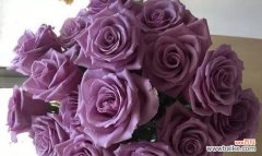 探寻玫瑰花的情感表达 常见玫瑰花品种的花语