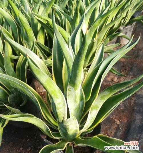 探寻龙舌兰花语的奥秘 龙舌兰花语与生活的启示