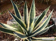 探索龙舌兰酒背后的神秘意义 龙舌兰的美丽寓意