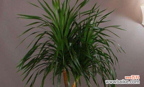 探寻龙血树的寓意与象征意义 龙血树