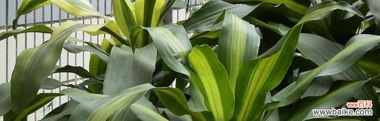 探寻龙血树背后的深意 龙血树的寓意与象征