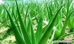 解密芦荟的花语和古老传说 芦荟的花语和传说