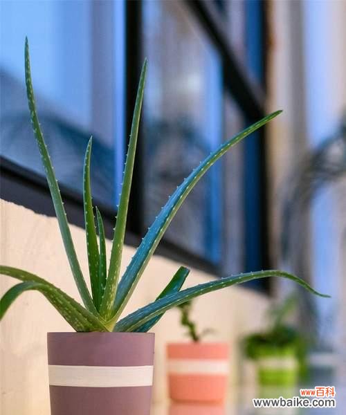 揭示芦荟花所传递的健康与美丽信息 芦荟花语