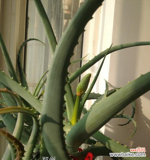 揭示芦荟开花象征的内涵和象征的意义 芦荟开花的寓意是什么