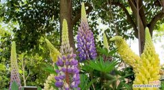 用花语解读鲁冰花的涵义 鲁冰花花语的深意