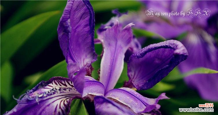 以鸾尾花为主题的寓言故事及其深刻象征意义 鸾尾花的寓言与象征