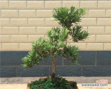 揭示罗汉松带给人们的启示 罗汉松的寓意与象征意义