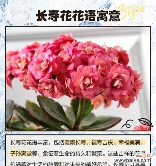 适合送给孩子们的花有哪些花语？
