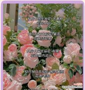 适合送给孩子们的花有哪些花语？