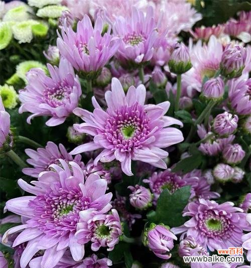 创作原声中的浪漫花语有哪些？它们如何表达情感？