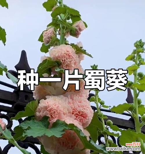 蜀葵花语有何特别之处?