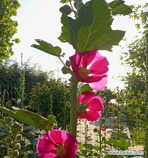 蜀葵花语有何特别之处?