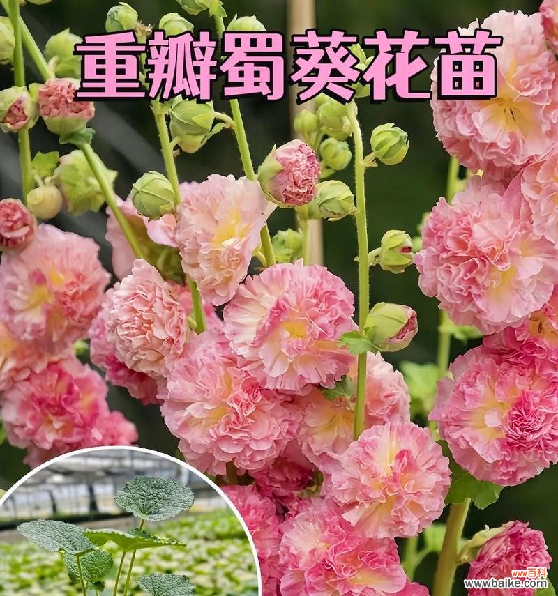 蜀葵花语有何特别之处?
