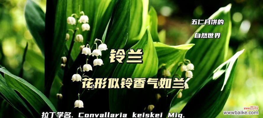 女生告诉男生花语意味着什么?花语在沟通中扮演什么角色?