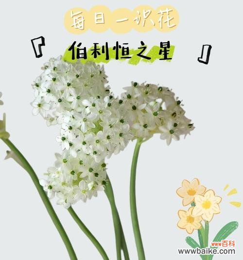 温柔细腻花语代表什么含义？