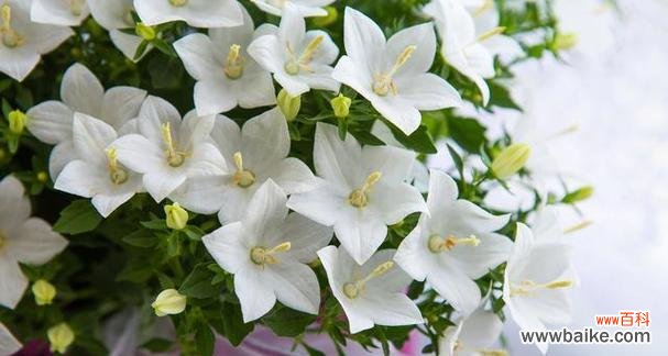 白色藤花的花语传达了哪些情感？