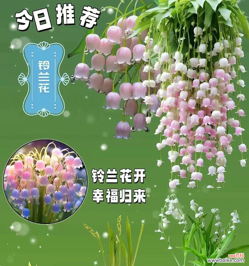 花朵寓意和花语有哪些?