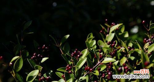 探索木材的内涵与价值 赤楠的寓意与象征意义