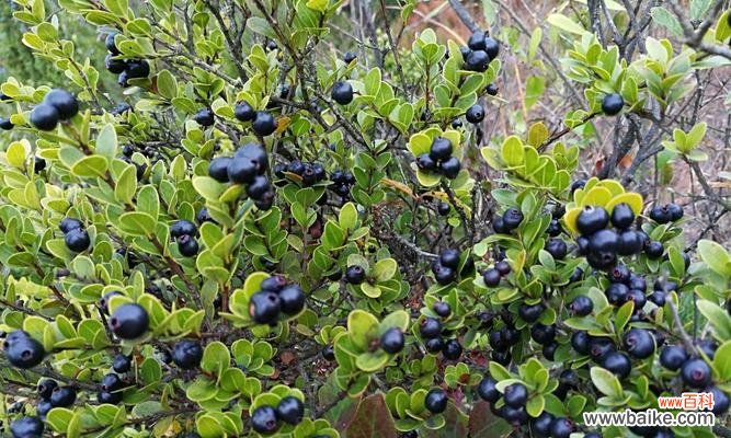 探索木材的内涵与价值 赤楠的寓意与象征意义