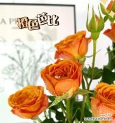 探索橙色玫瑰的花语及其深层意义 橙色玫瑰花语