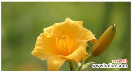 探寻康乃馨的花语之美 橙色康乃馨花语