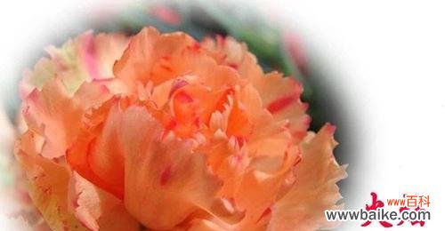 探寻康乃馨的花语之美 橙色康乃馨花语