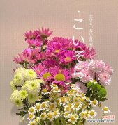 探寻雏菊背后的内涵与价值 雏菊的象征意义