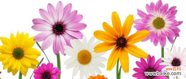 雏菊的寓意与文化传承 雏菊的象征意义——坚韧不拔与纯洁之美