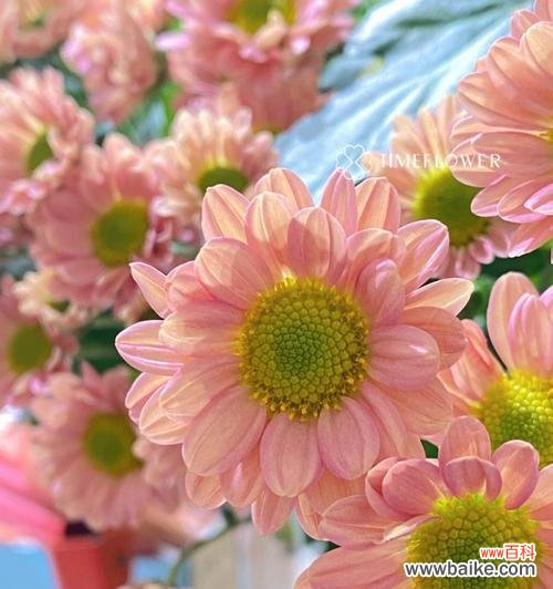 探索雏菊花所代表的情感和价值观 雏菊花的象征意义及寓意