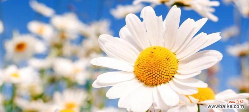 探索雏菊花所代表的情感和价值观 雏菊花的象征意义及寓意