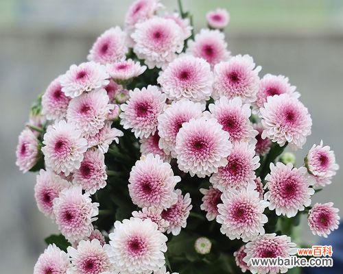 雏菊花的美丽和坚韧，象征着勇气和希望 雏菊花的寓意与意义