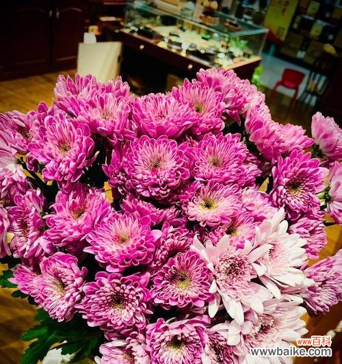 雏菊花的美丽和坚韧，象征着勇气和希望 雏菊花的寓意与意义