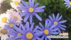 探寻小雏菊花语的深层含义 小雏菊花语的意义及象征