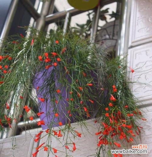 花开富贵芬芳吉祥 春节花卉的象征意义