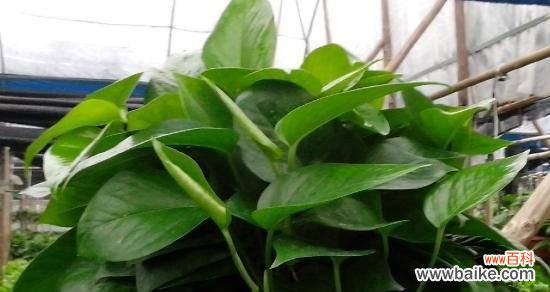 绿萝 绿萝的花语