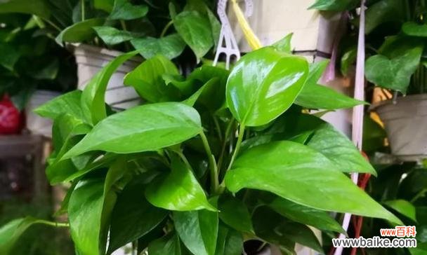 揭示绿萝传递的秘密语言 绿萝花语的深刻意义