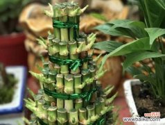 绿萝 绿萝花语的象征与寓意