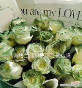 探索绿玫瑰的奥秘与美丽 绿玫瑰的象征意义及其传承