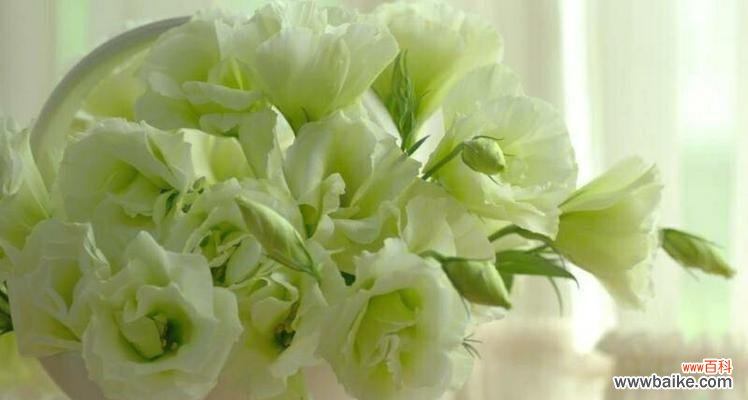 探寻绿色洋桔梗的隐藏寓意 绿色洋桔梗的花语与意义