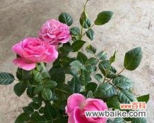 揭开绿玫瑰的神秘面纱 探索绿玫瑰的花语之意义