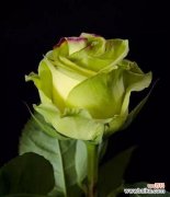 解读绿玫瑰的神秘花语 绿玫瑰的花语之真正的含义