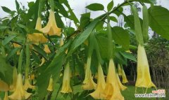 探索曼陀罗花的独特含义与价值 曼陀罗花语