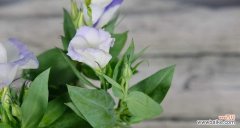 探寻绿色洋桔梗的秘密 绿色洋桔梗花语与其美妙的含义