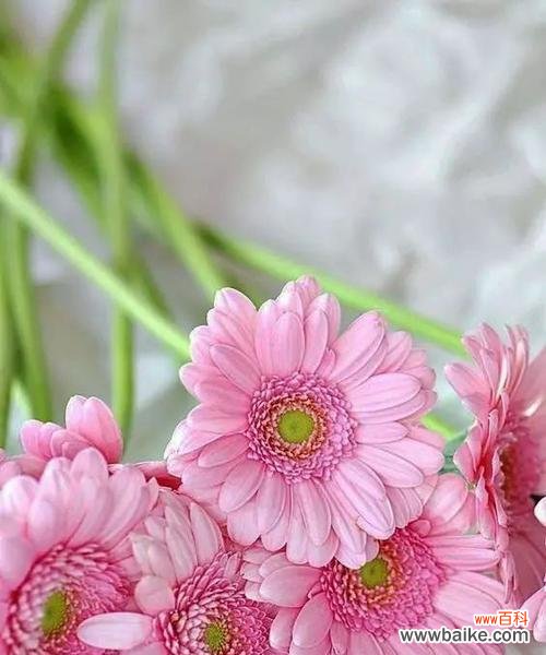 以色彩丰富、生命力旺盛的非洲菊展现出独特的花语和寓意 非洲菊的花语与寓意