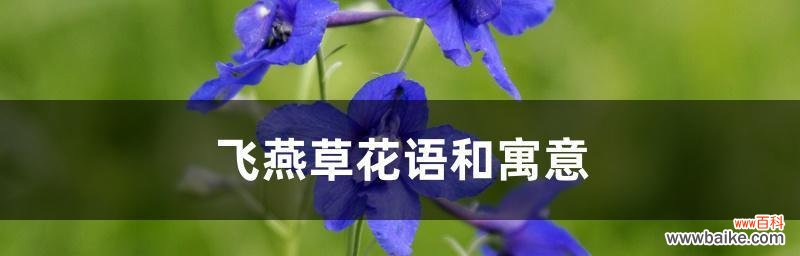 传递希望与追求自由的飞燕草 飞燕草的花语及其寓意