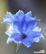 传递希望与追求自由的飞燕草 飞燕草的花语及其寓意